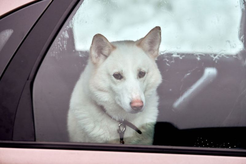 Pet Locked inside the car
